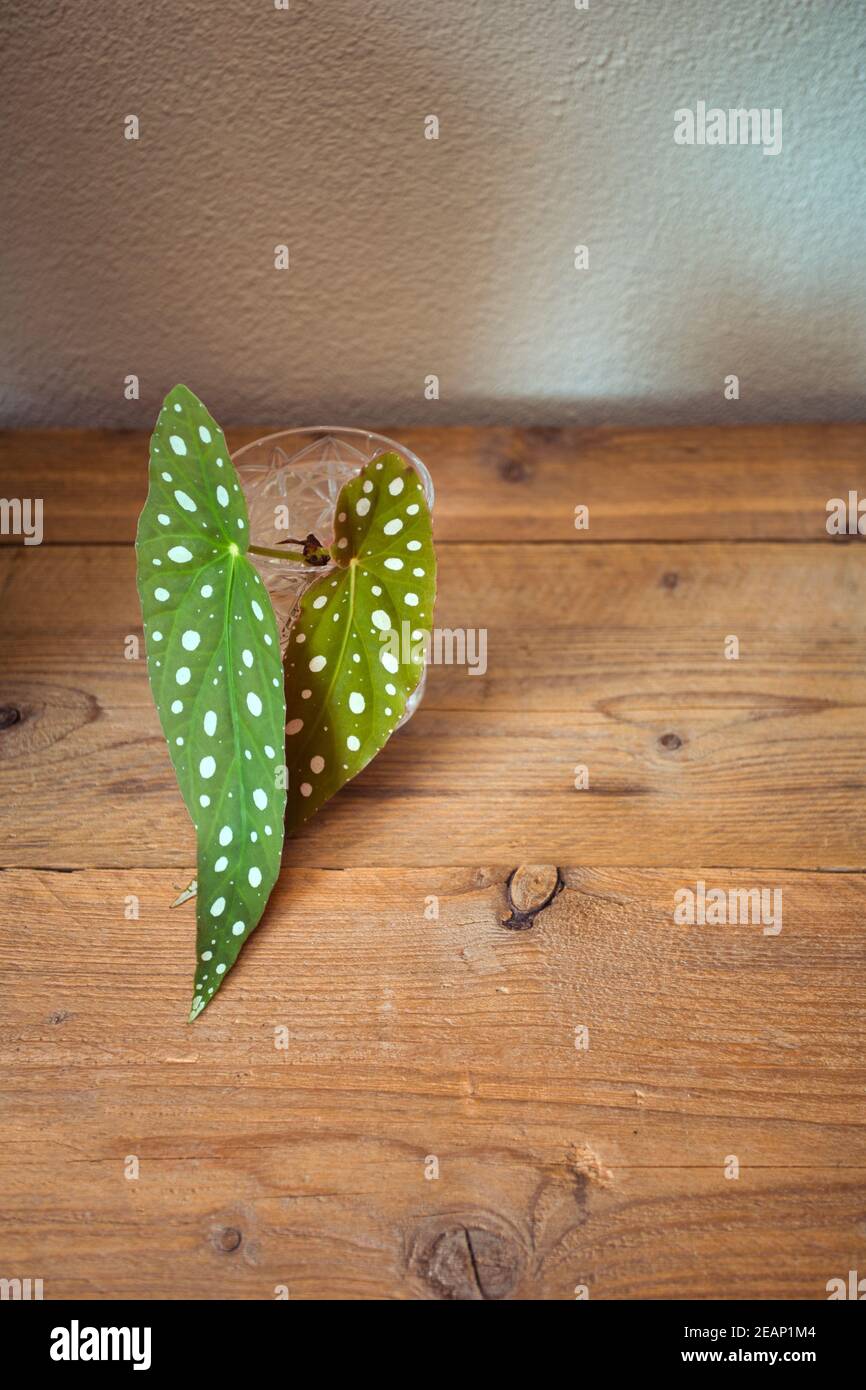Begonia maculata 'wightii - Polka Dot Begonia fond, plante à pois sur étagère en bois maison plante concept fond Banque D'Images