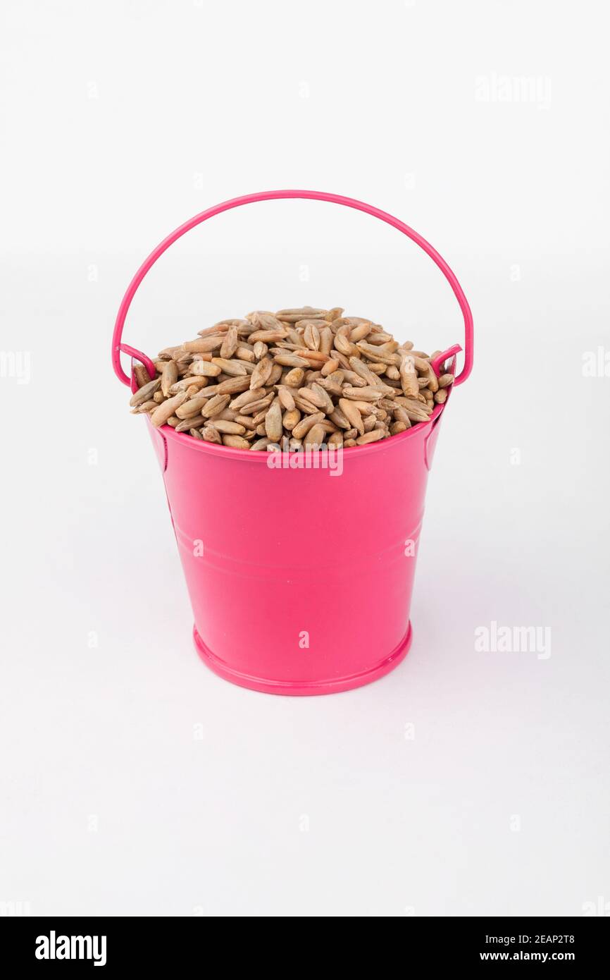 Grains de seigle en tas dans seau rose sur fond blanc. Banque D'Images