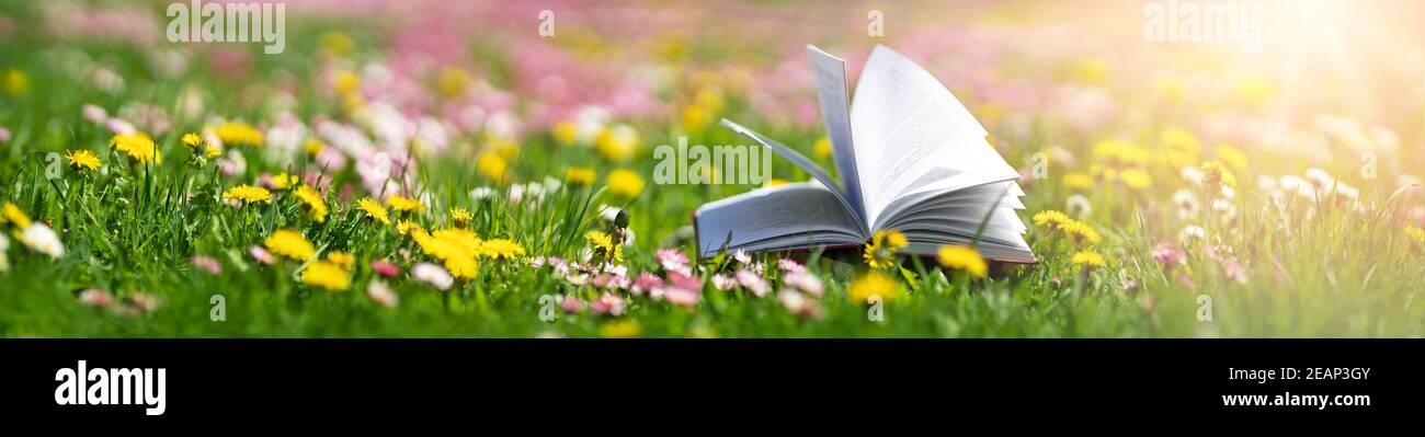 Ouvrez le livre dans l'herbe sur le terrain sous le soleil jour Banque D'Images