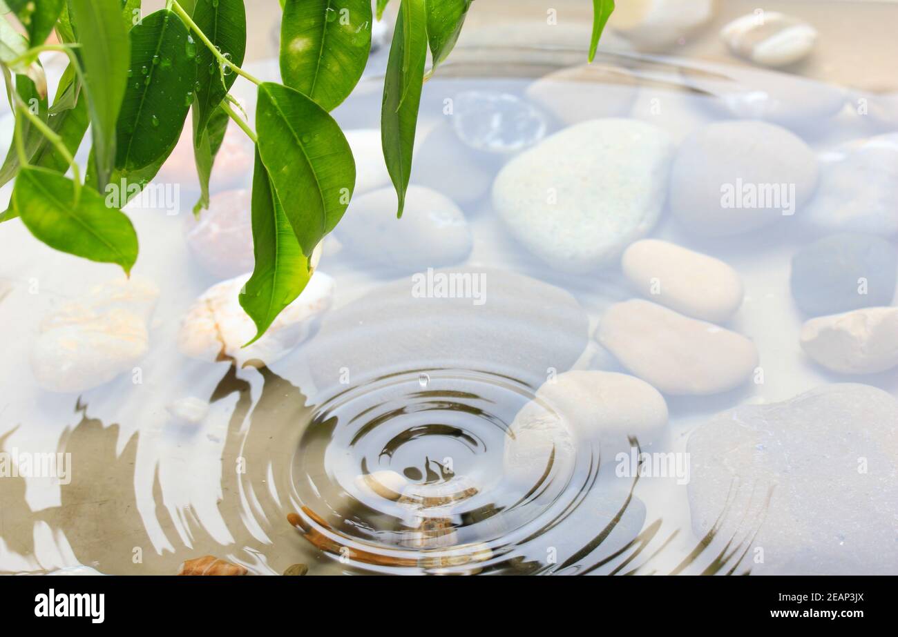 Feuilles vertes à la réflexion dans l'eau Banque D'Images