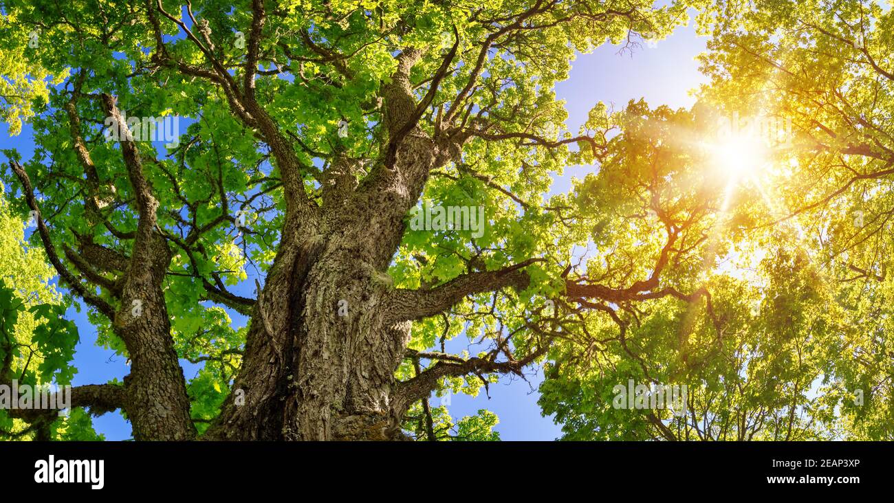 Le feuillage des arbres dans la lumière du matin Banque D'Images
