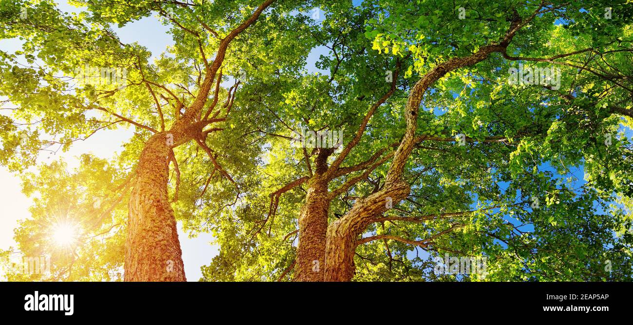 Le feuillage des arbres dans la lumière du matin Banque D'Images