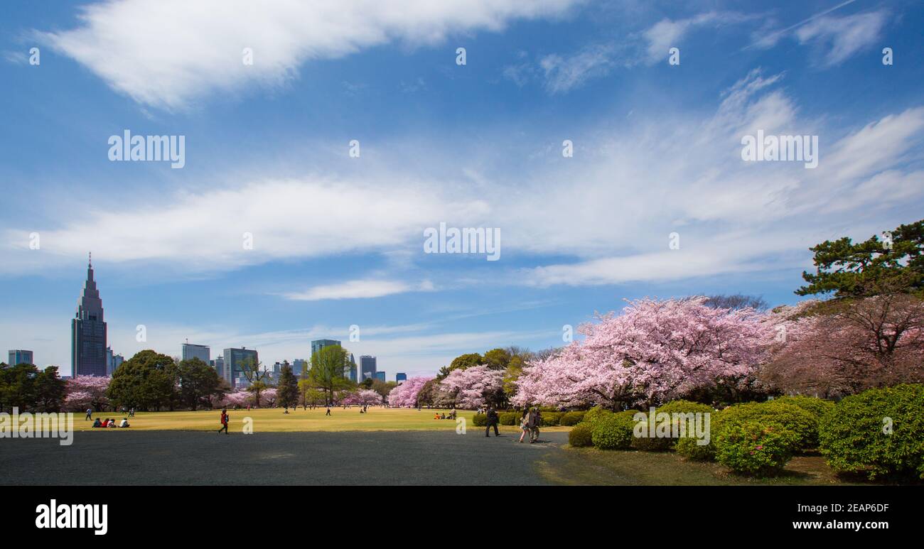 Tokyo, Japon les Japonais ont la fête, pique-niquez sous les sakura en pleine floraison au printemps au parc Ueno, Hanami la fête des cerisiers en fleurs Banque D'Images