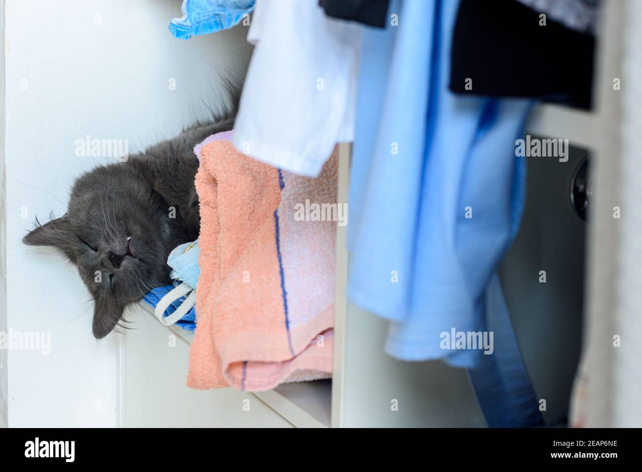 La tête d'un chat endormi pend d'une étagère avec des serviettes d'une armoire ouverte Banque D'Images