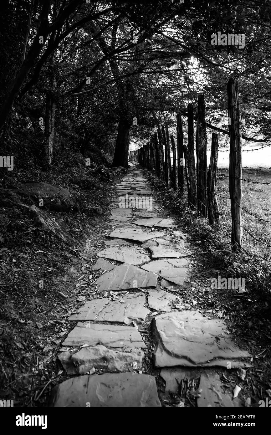 Route sauvage dans une forêt Banque D'Images