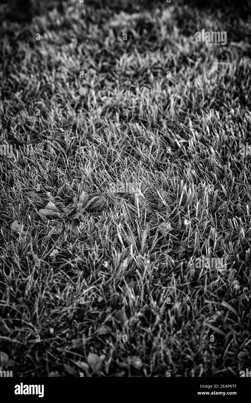 Champ Texture Textures terrestres Banque d'images noir et blanc - Alamy