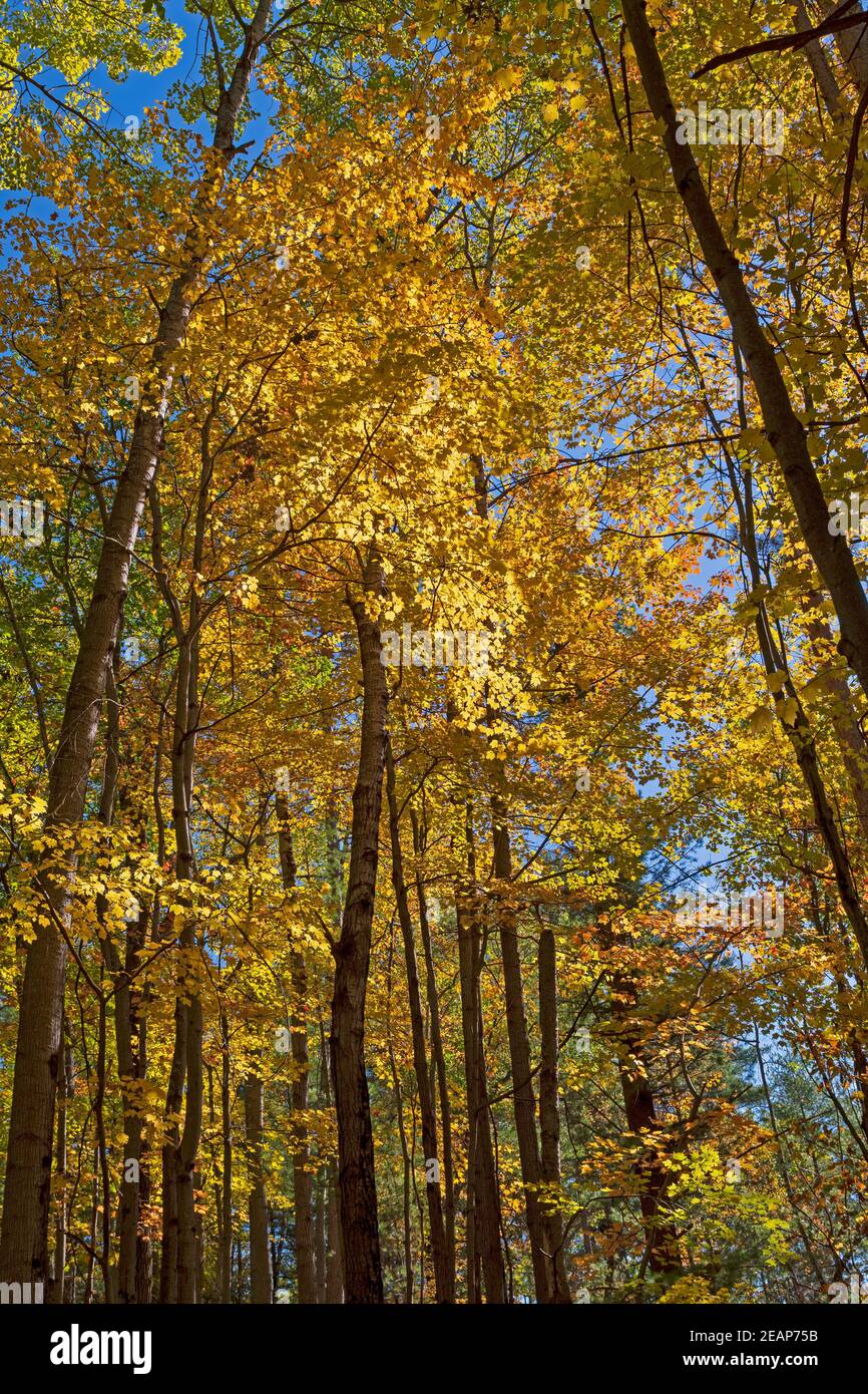 Couleurs spectaculaires au-dessus de la tête à l'automne Banque D'Images