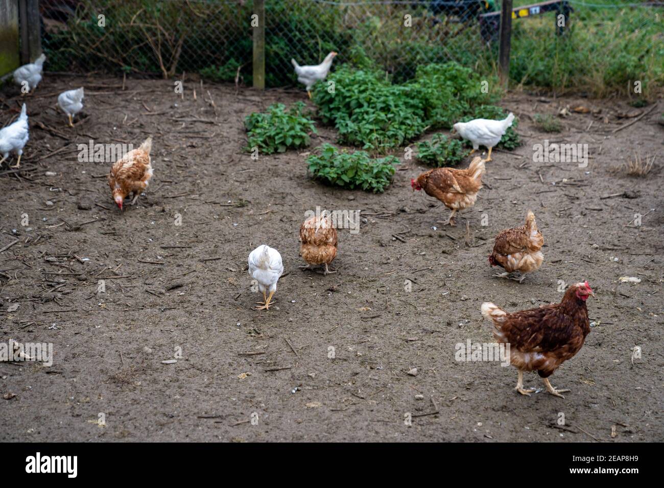 poules dans le paddock de la ferme Banque D'Images
