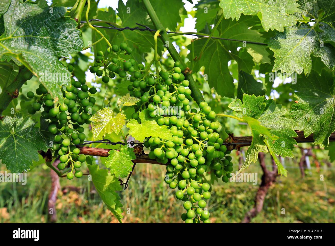 Raisins sur la vigne Banque D'Images