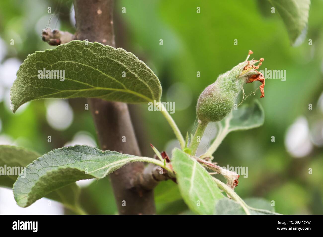 Petites pommes bourgeons à l'étape de la mise de fruits Banque D'Images