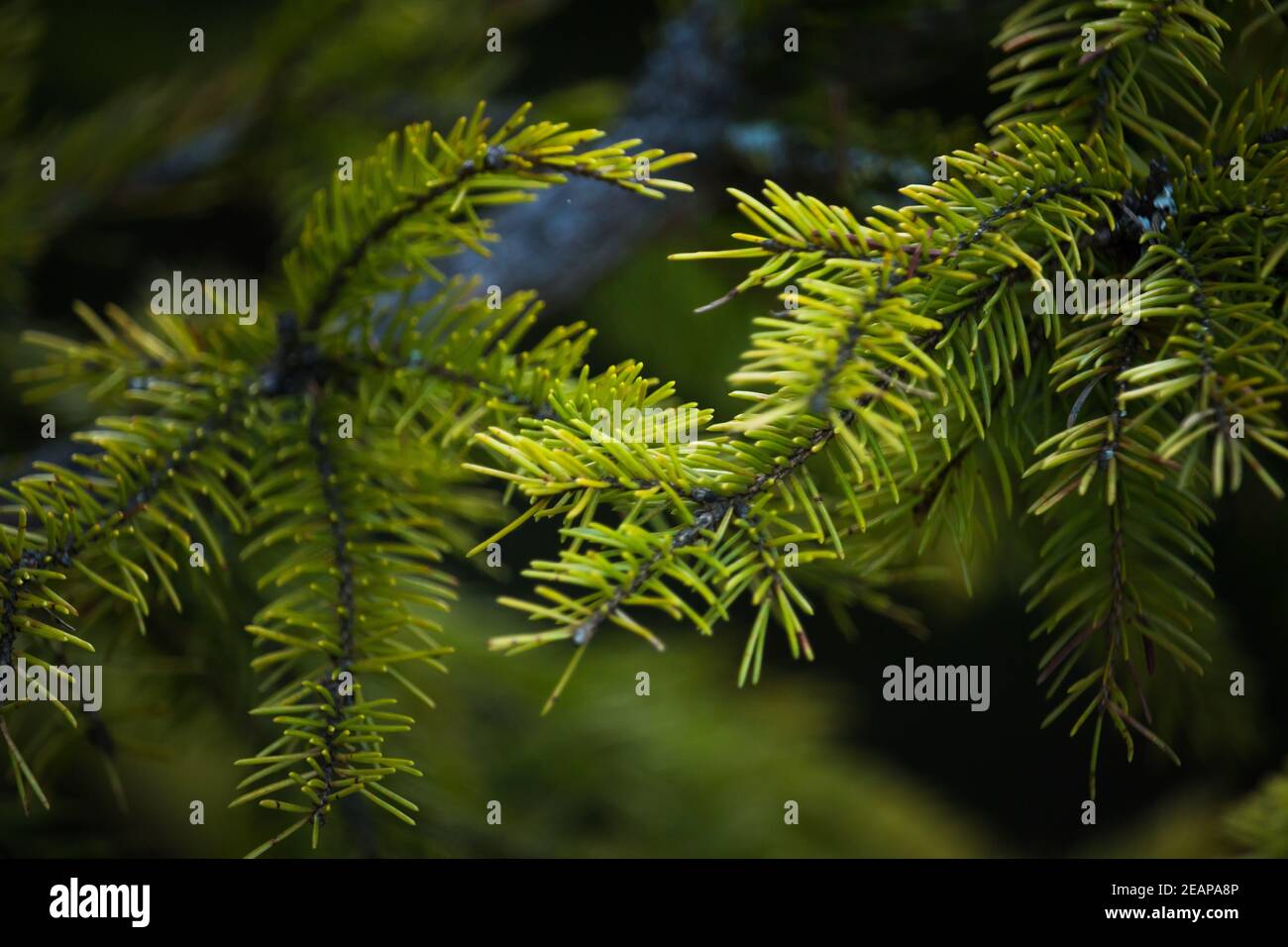 Branches vertes d'un arbre à fourrure ou d'un pin. Gros plan sur une branche de sapin. Flou d'arrière-plan Banque D'Images