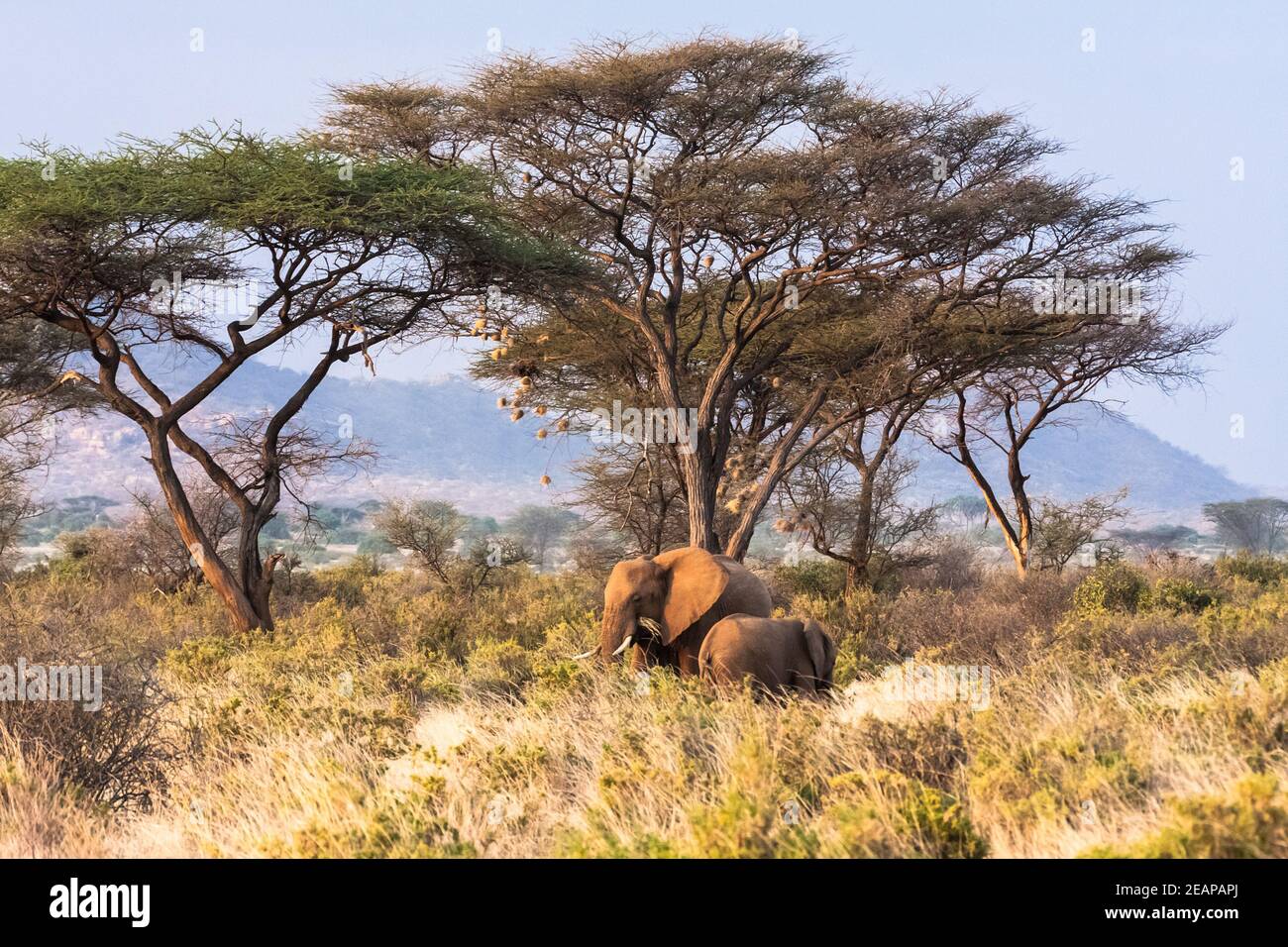 Savanna avec les éléphants sauvages. Le Kenya, l'Afrique Banque D'Images