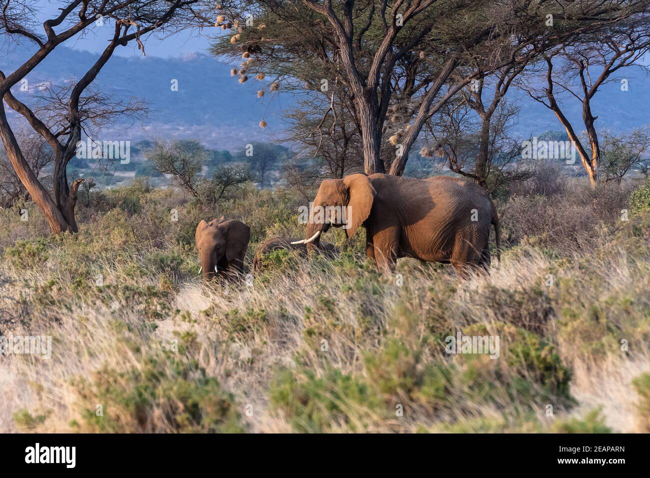 Les éléphants dans le parc de Samburu. Le Kenya, l'Afrique Banque D'Images