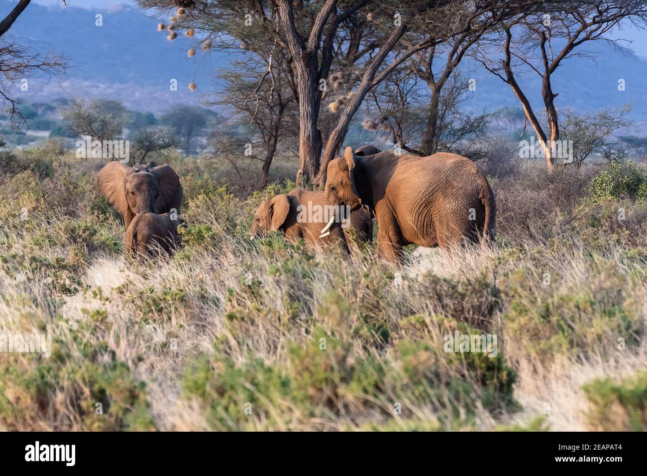 Famille d'éléphants. Le Kenya, l'Afrique Banque D'Images