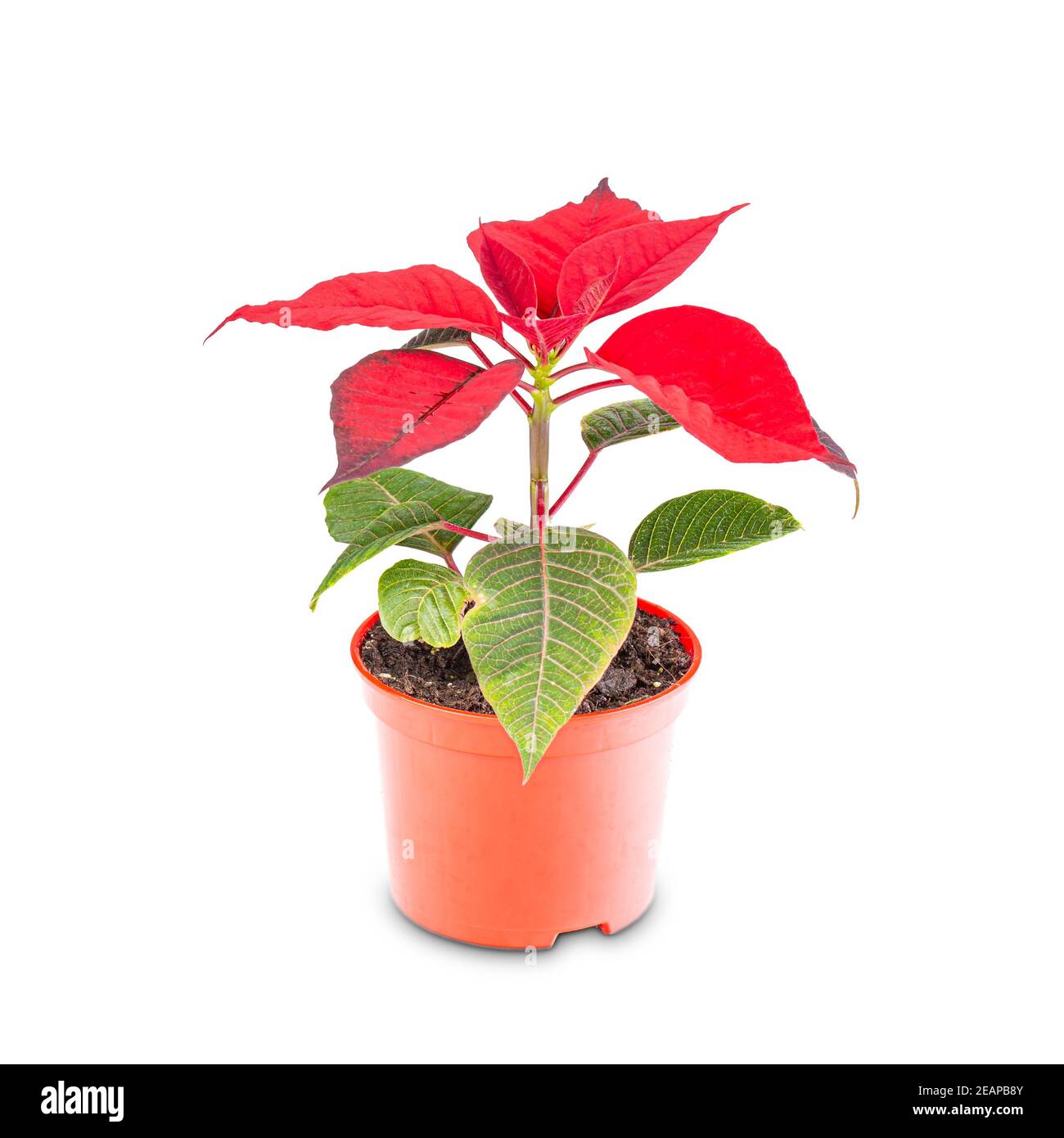 Petite fleur de poinsettia rouge de Noël Banque D'Images