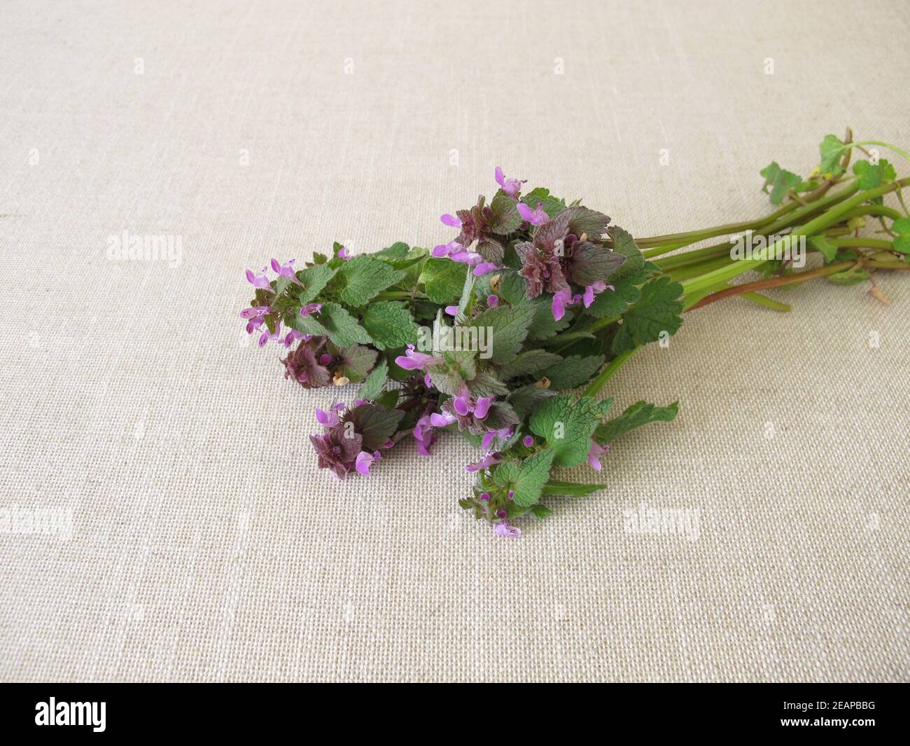 Un bouquet d'herbes aux orties mauves, Lamium purpueum Banque D'Images