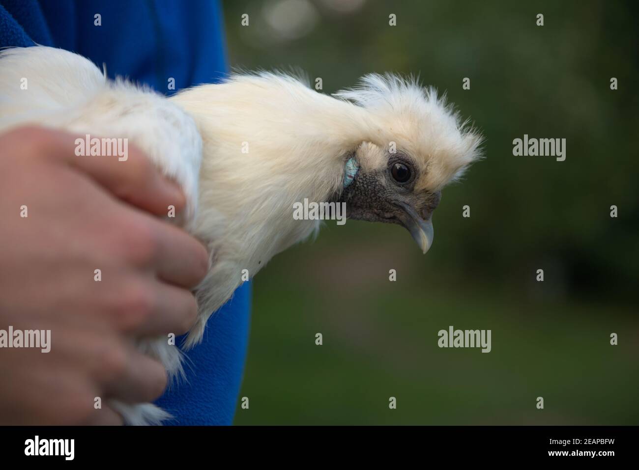 Gros plan de la tête de poulet blanc à l'argentée lorsqu'elle est transportée. Banque D'Images