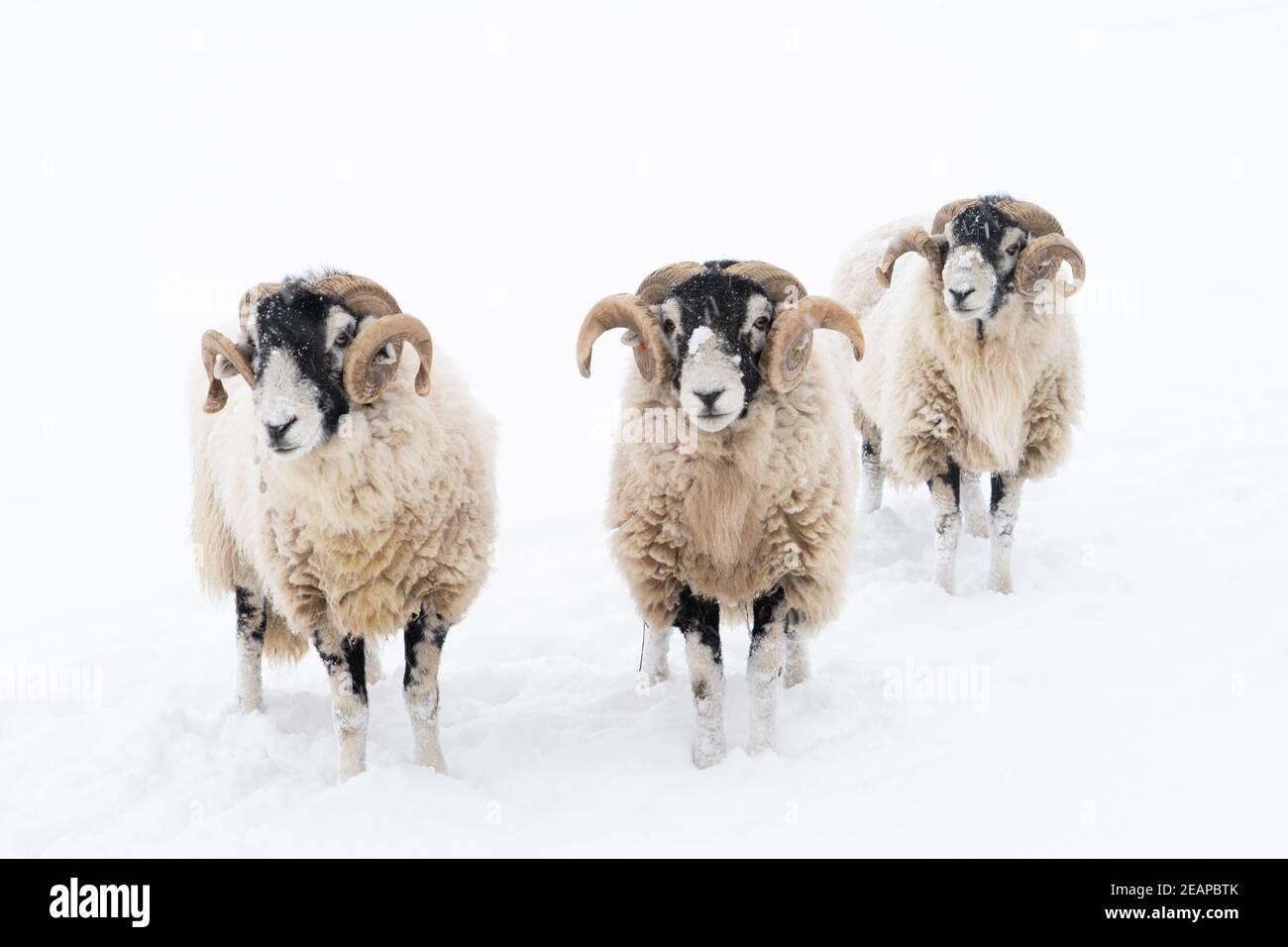 Béliers Swaledale dans la neige Banque D'Images