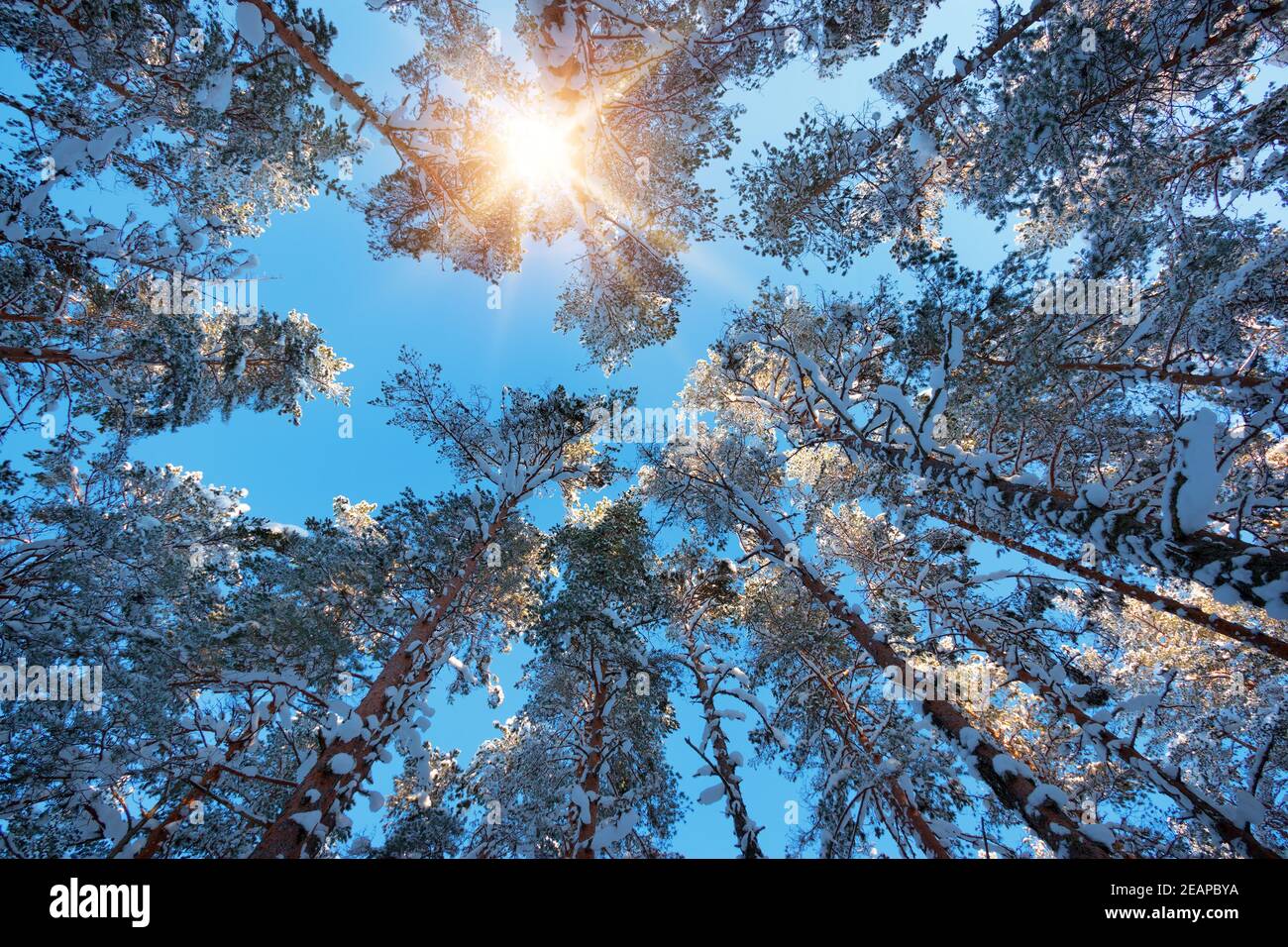 Tree Tops de bas en hiver vue aux chandelles Banque D'Images