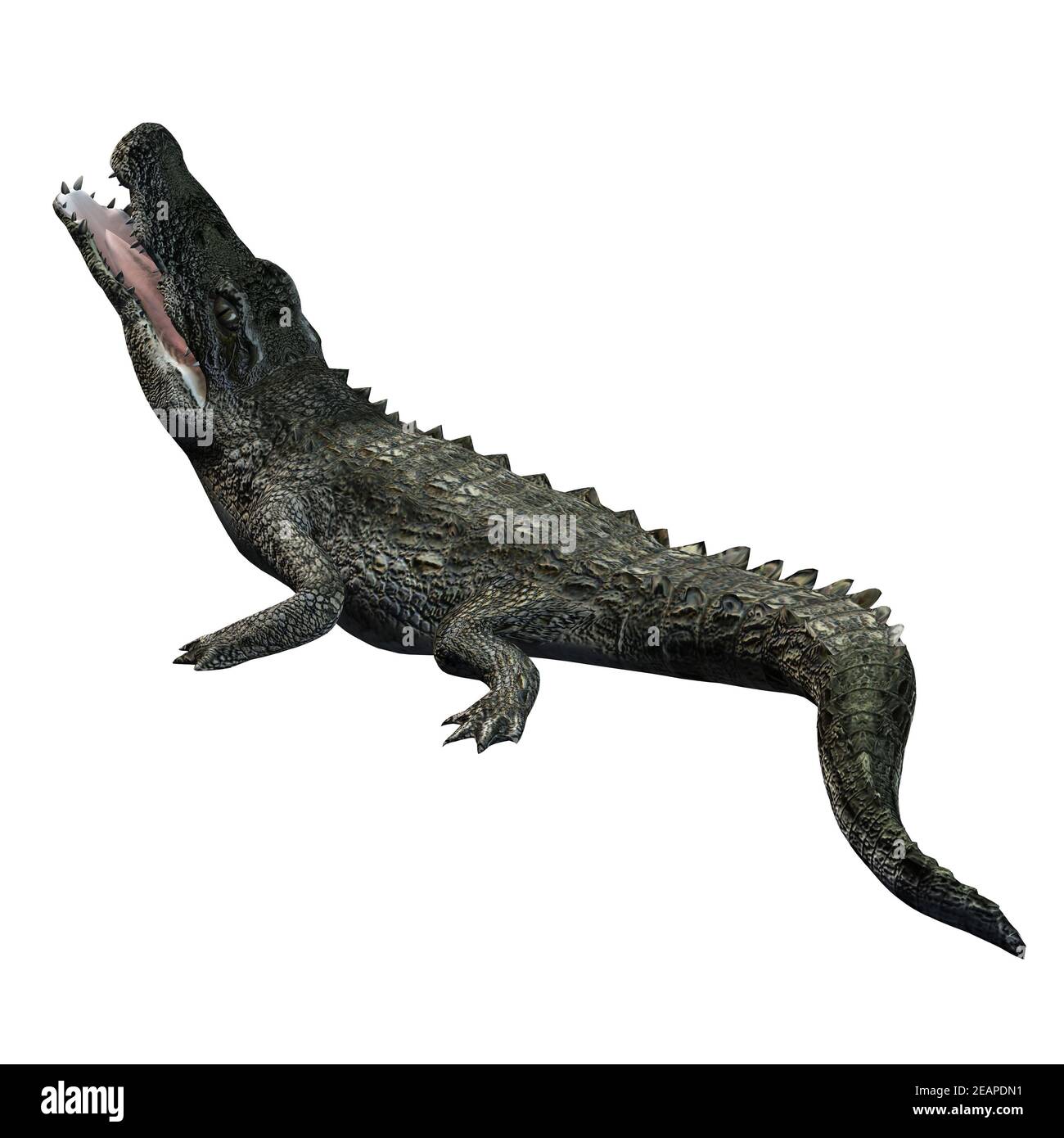 Animaux Sauvages Crocodile Isole Sur Fond Blanc Photo Stock Alamy