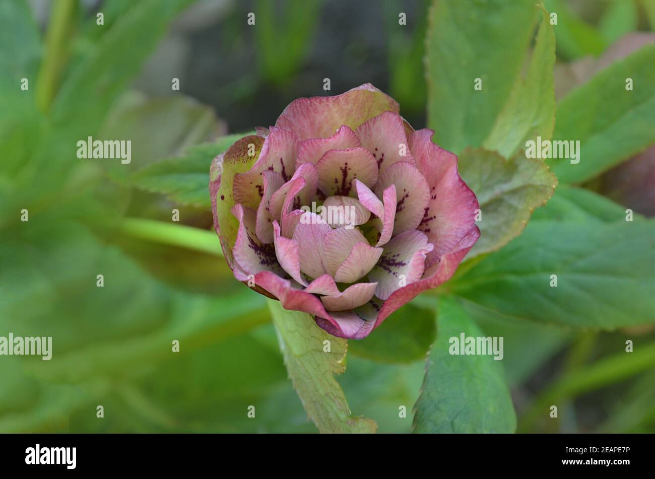 Fleurs de la rose de Noël ou de la rose de Lenten ou de la rose des neiges. Hellebore Double Ellen Rose à pois fleurs qui poussent en hiver. Banque D'Images