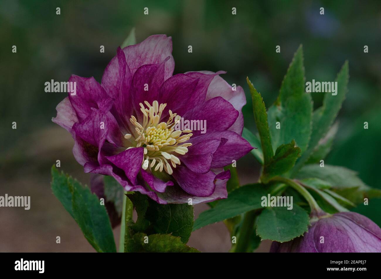 Hellebore plantant dans le jardin à mi-ombre. Rose de Noël ou rose de Lenten ou fleurs de rose de neige.Comment faire pousser des hellébores. Banque D'Images