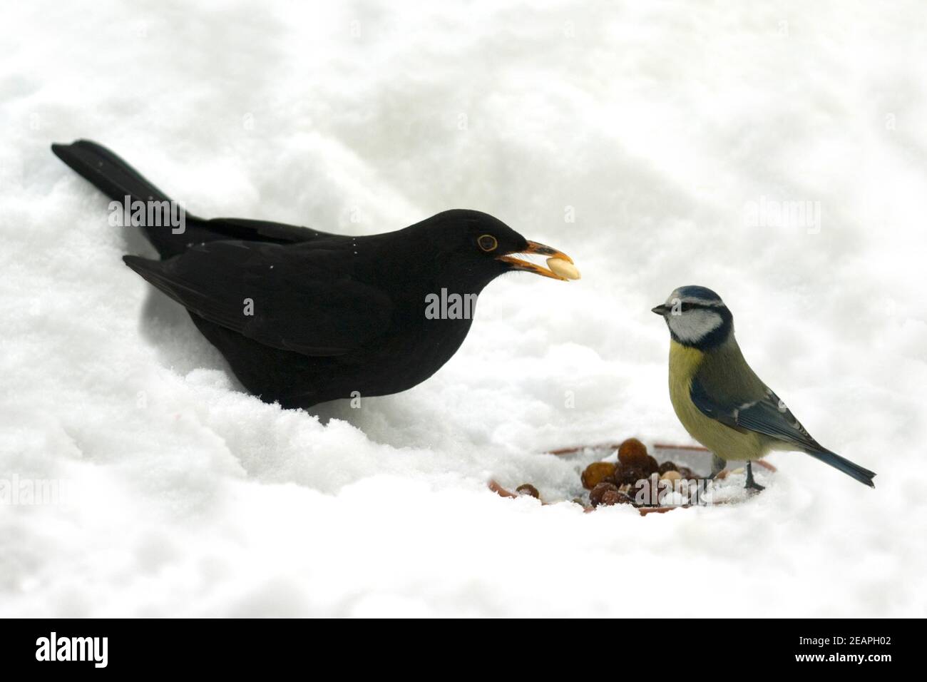 AMSEL Meise Winter, Fuetterung Banque D'Images