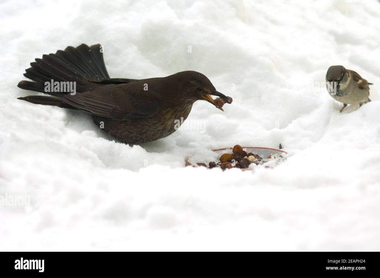 AMSEL Weibchen Banque D'Images
