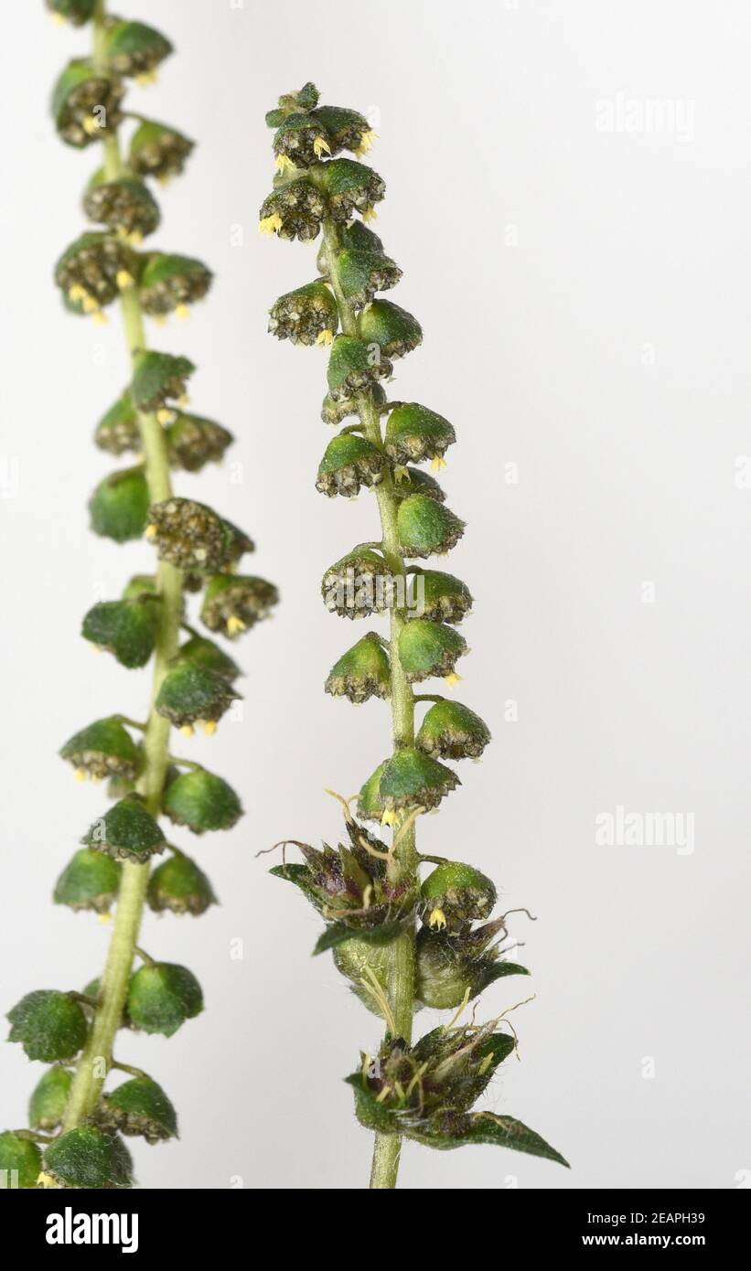 Ambrosiabluete, Ambrosia, artemisiifolia Banque D'Images