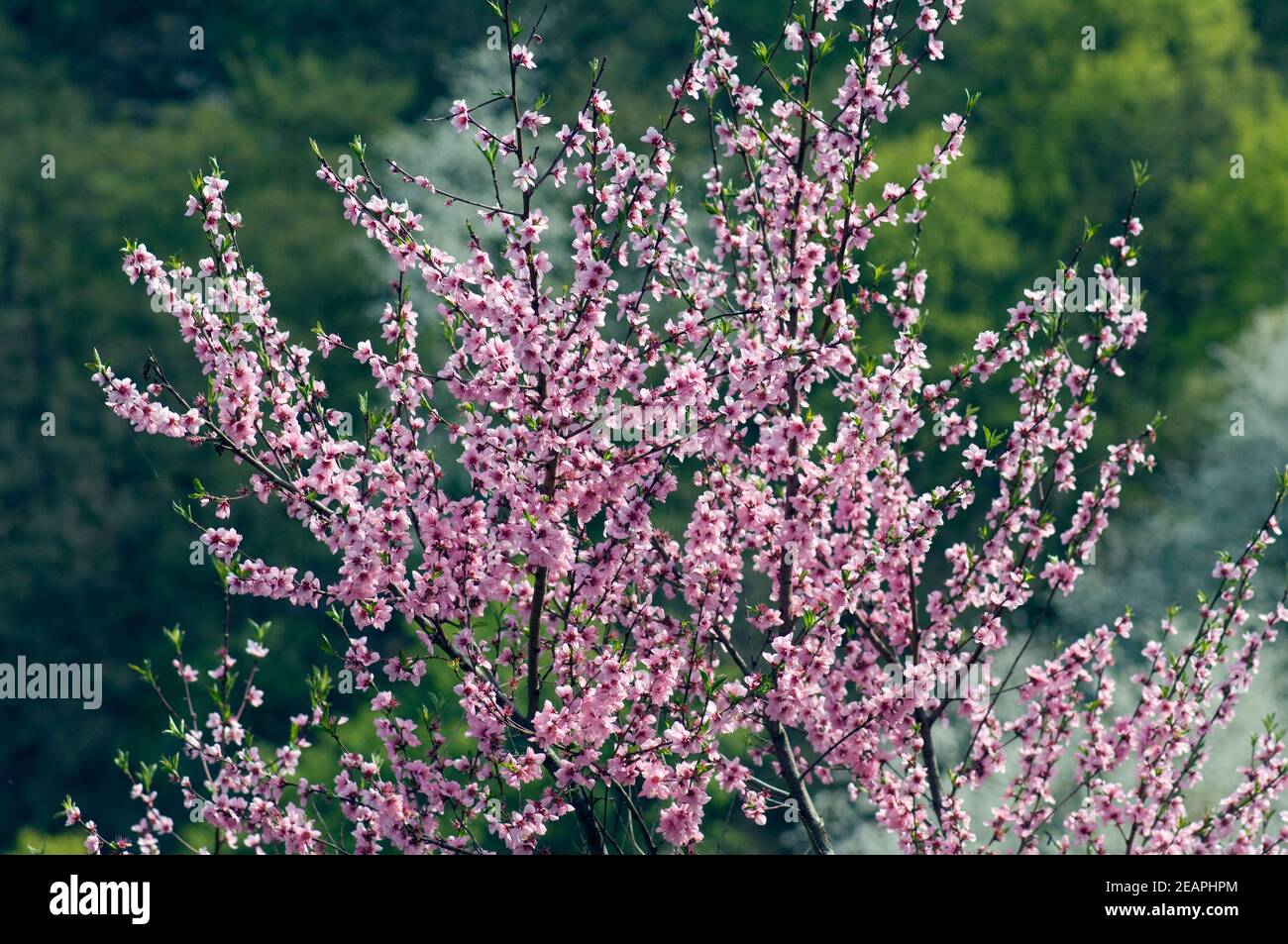 Aprikosenbluete, Prunus Banque D'Images