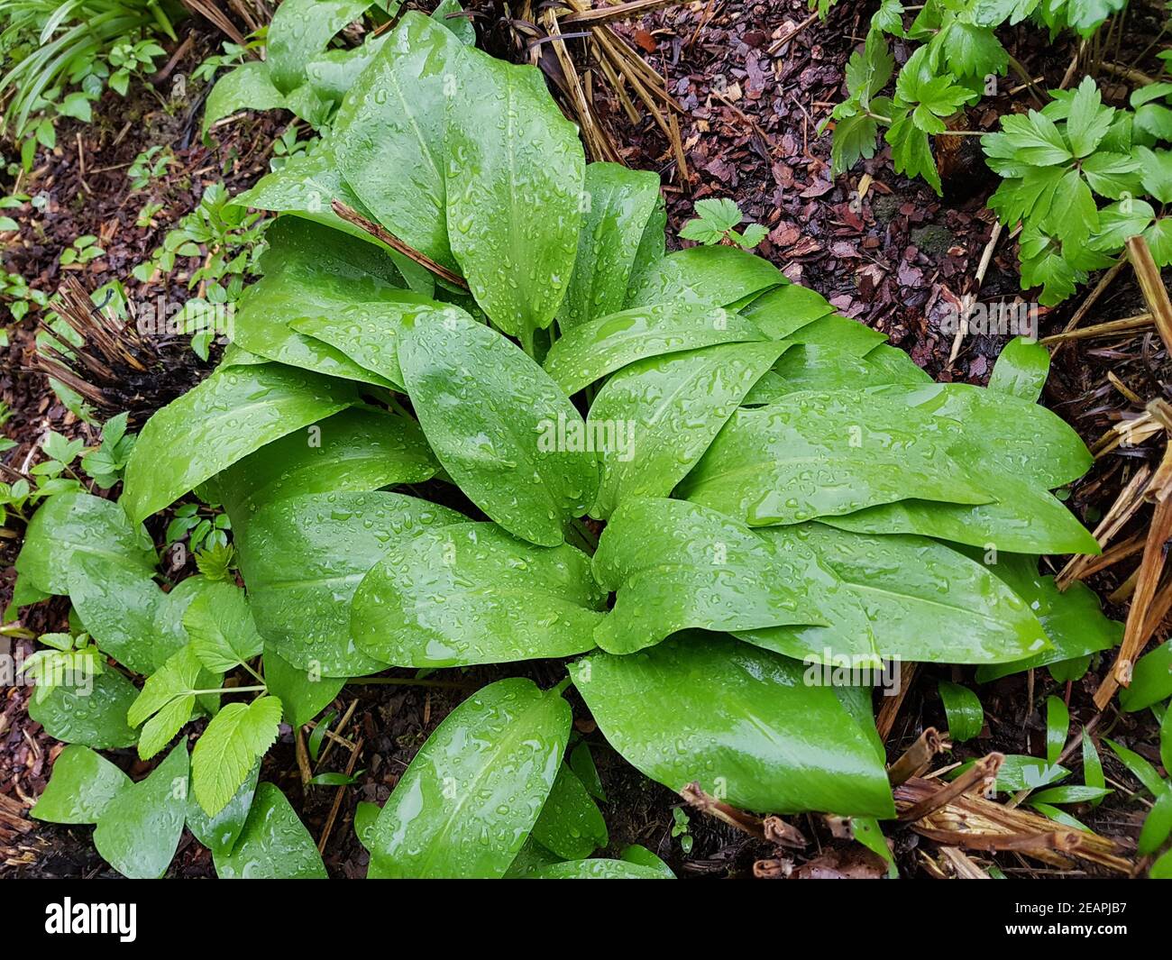 Baerlauch, Allium ursinum, Banque D'Images