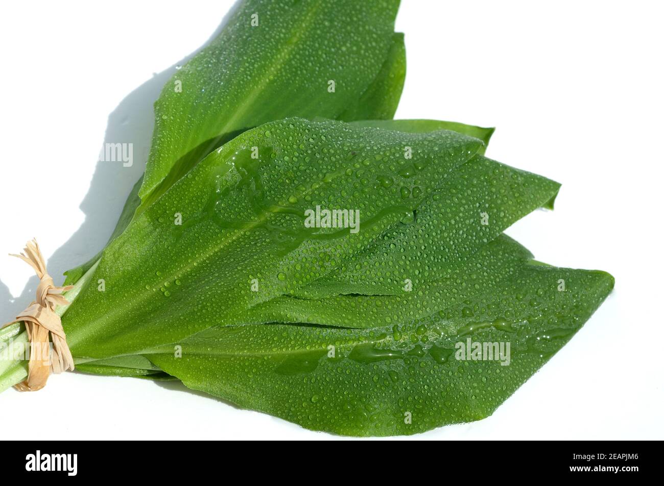 Baerlauch Allium ursinum Banque D'Images