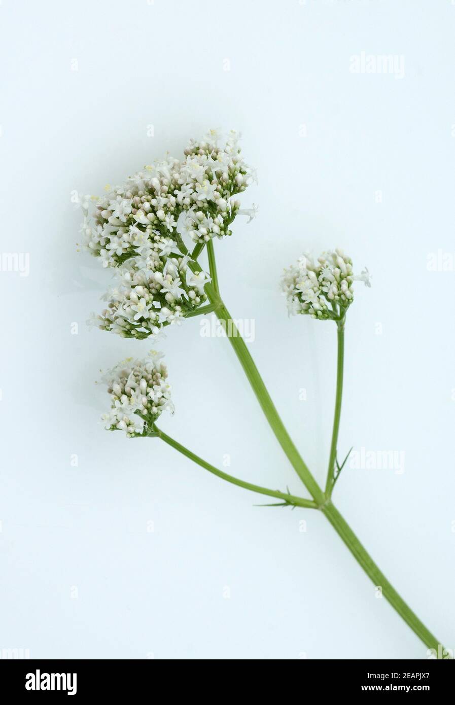 Baldrian, Badrianbluete, Valeriana officinalis Banque D'Images