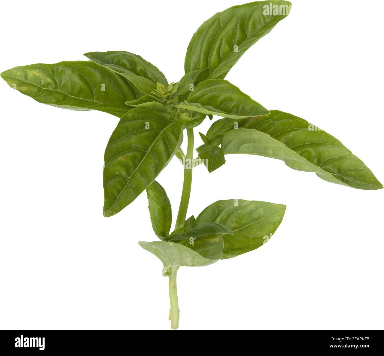 Ocimum basilicum Basilikum ; ; ; Heilpflanze ; Banque D'Images