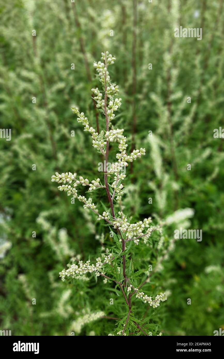 Beifuss Artemisia vulgaris, Heilpflanze Banque D'Images