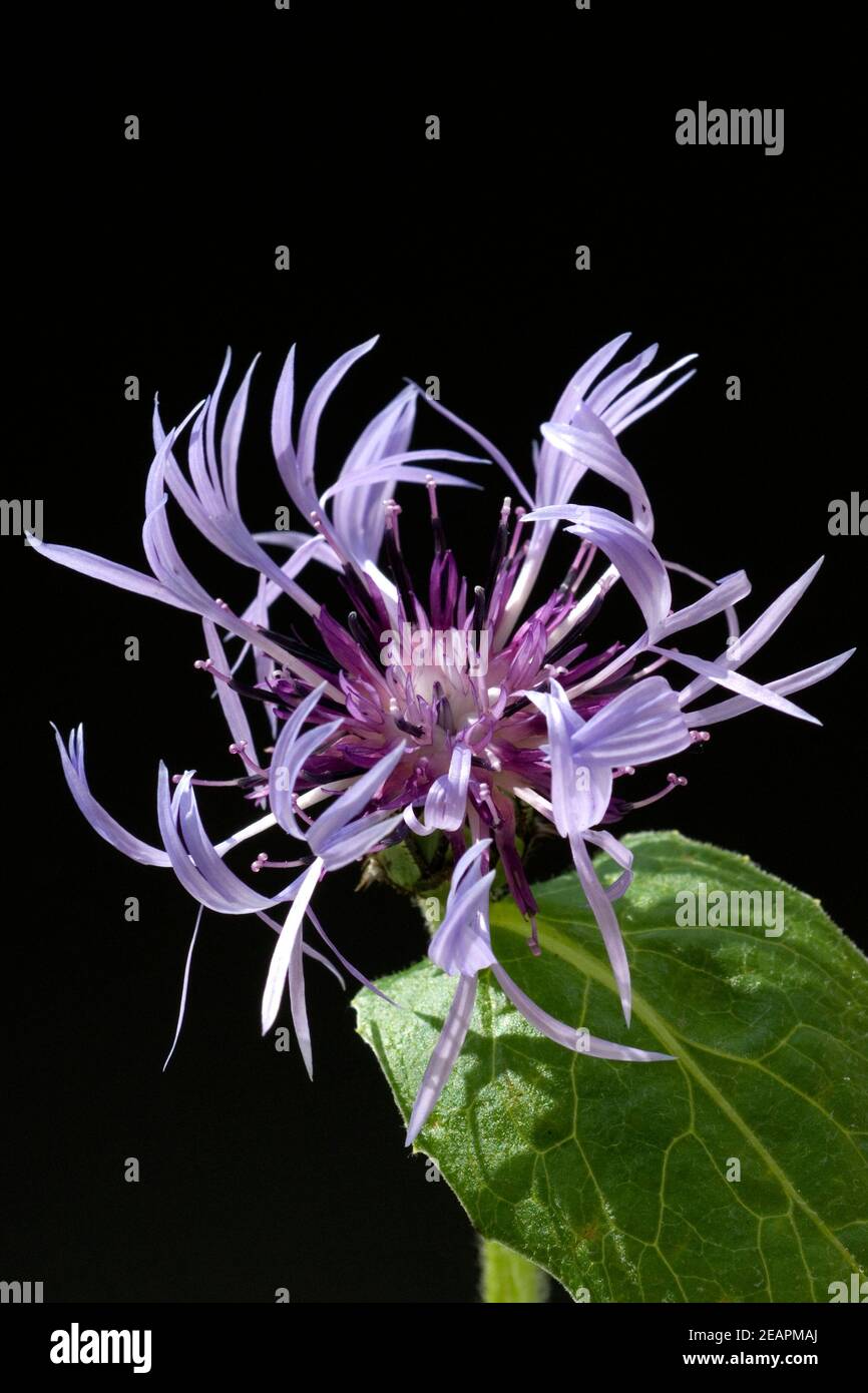 Berg-Flockenblume Centaurea montana Banque D'Images