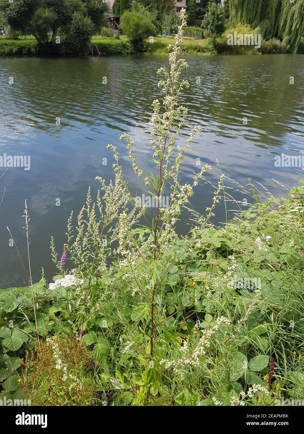 Beifuss Artemisia vulgaris Heilpflanze Banque D'Images