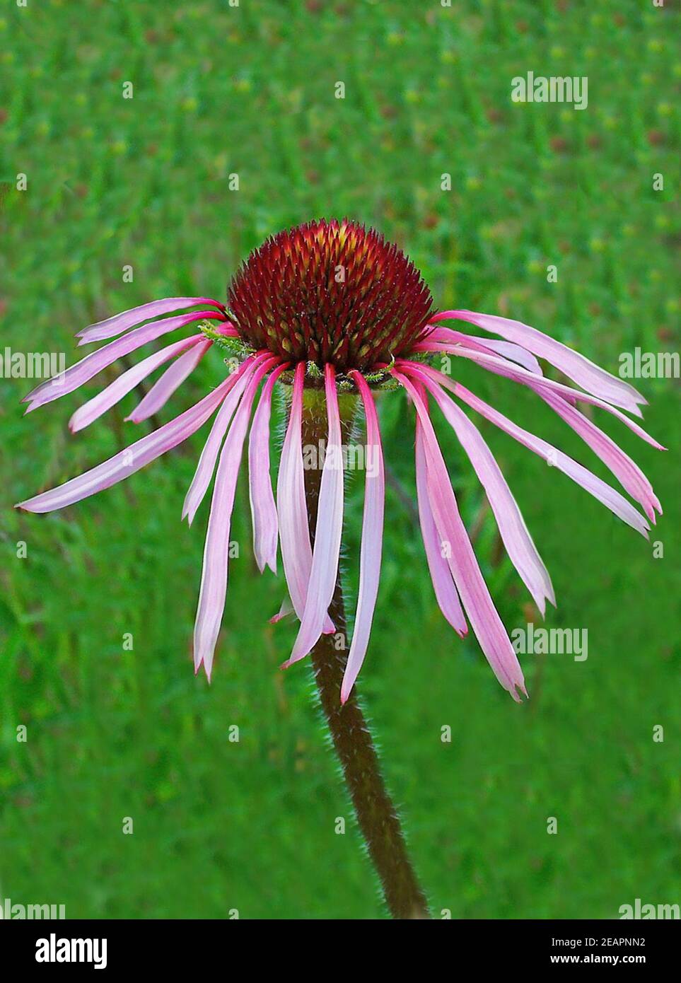 Blasser Sonnenhut, Echinacea pallida, Heilpflanzen, Banque D'Images