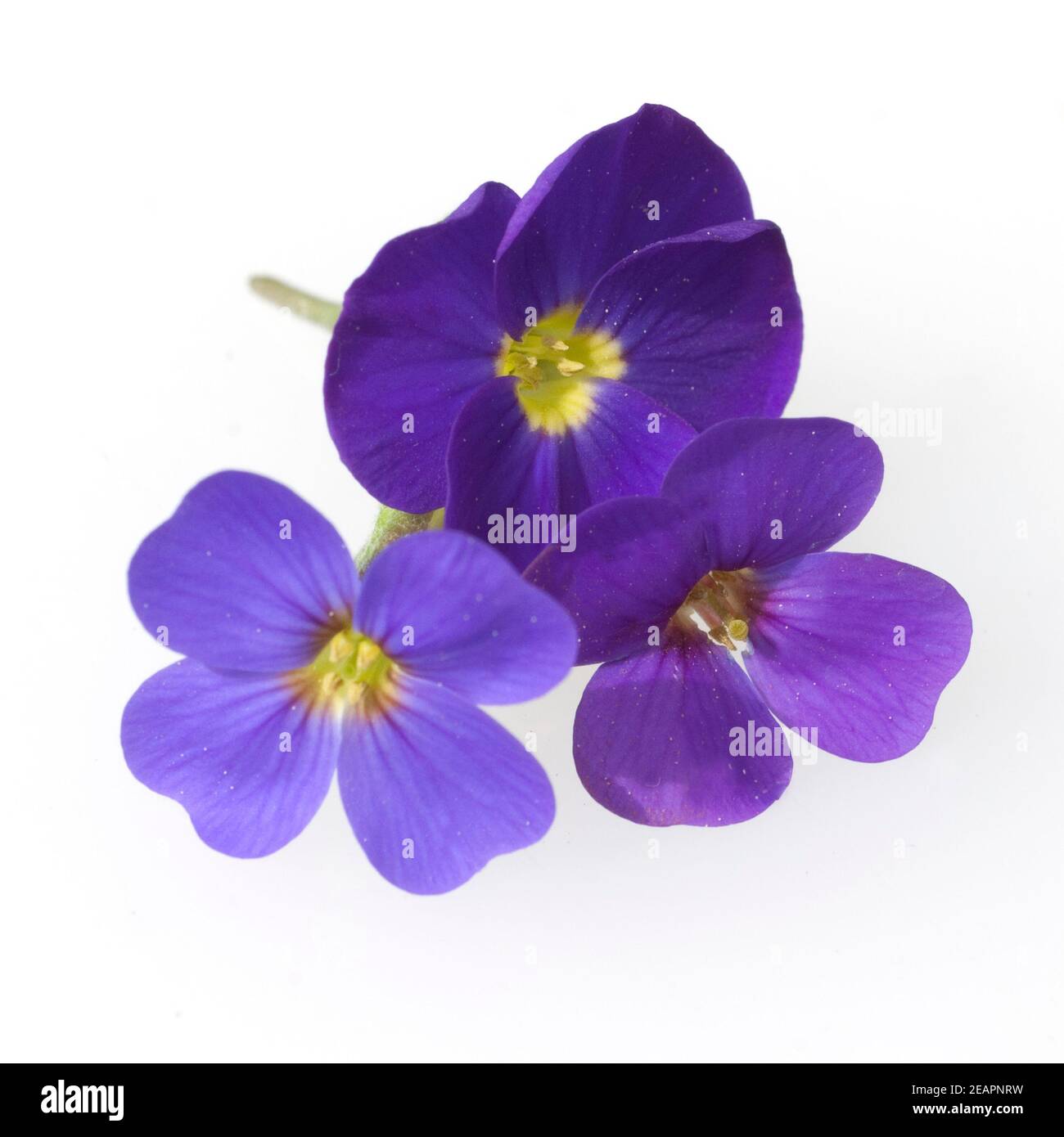 Blaukissen ; Aubrieta ; Banque D'Images