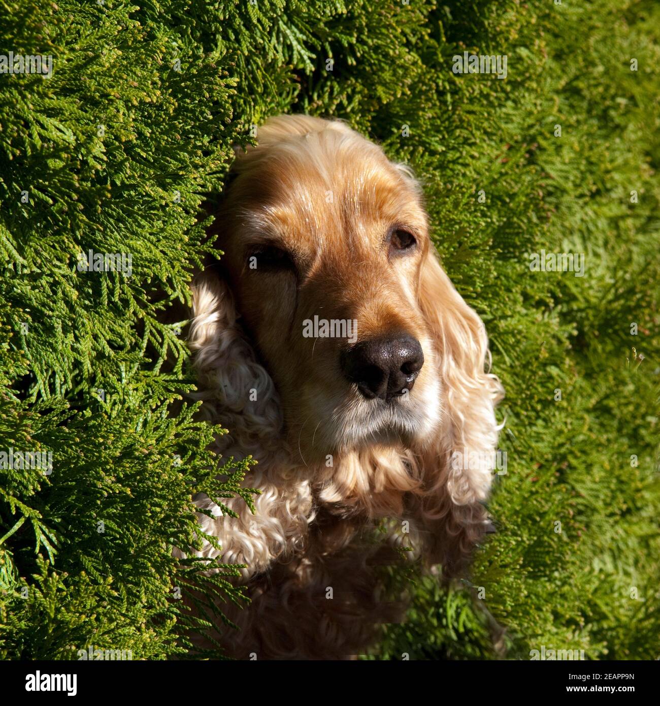 Cocker Spaniel, Roter Banque D'Images
