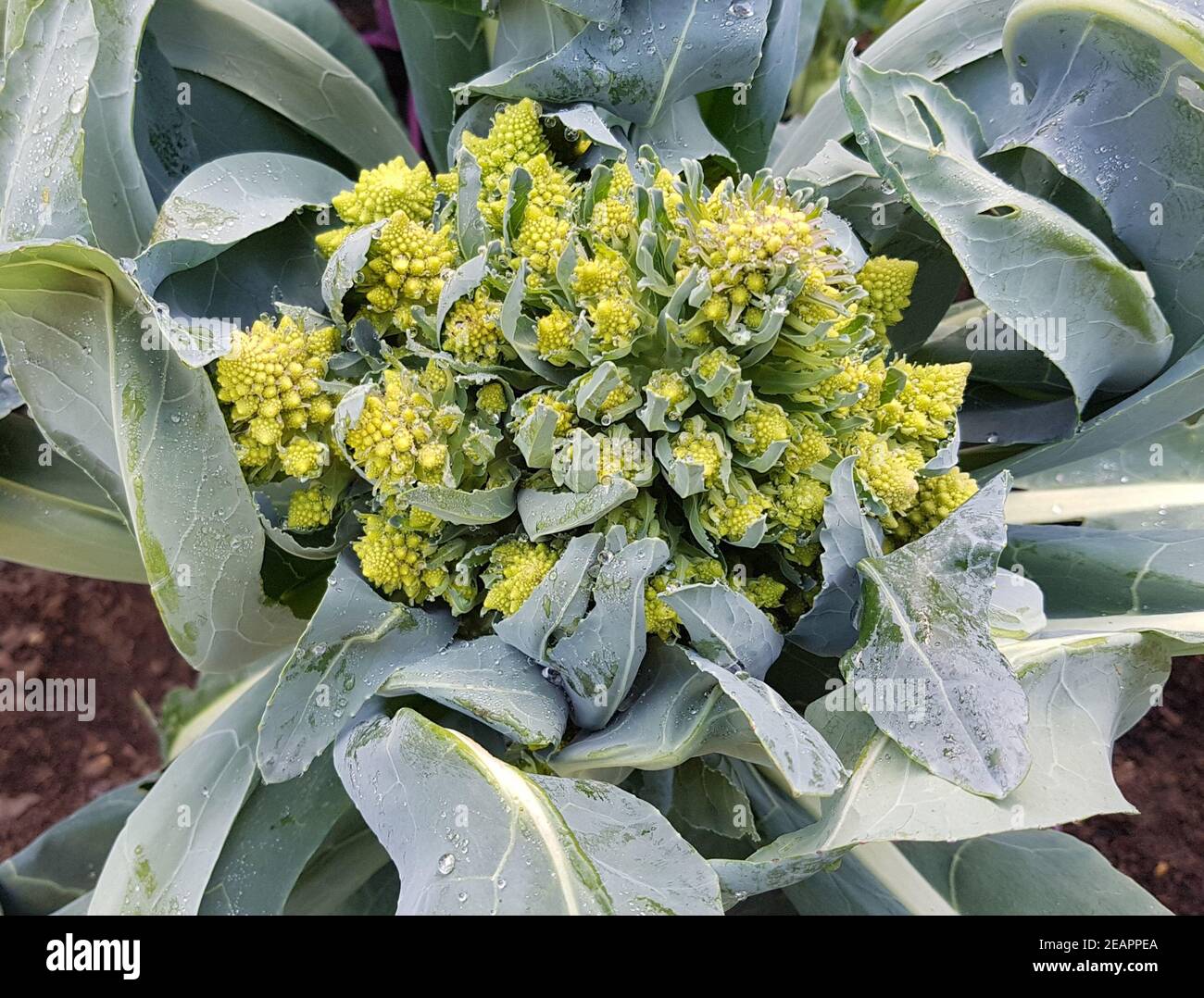 Blumenkohl, Minaret, Brassica, oleracea Banque D'Images