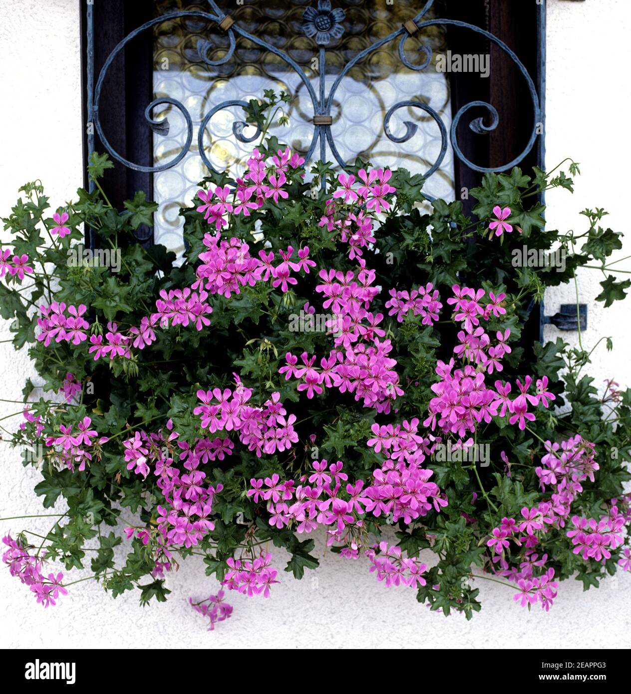 Blumenfenster, Hâ€°ngegeranien Banque D'Images