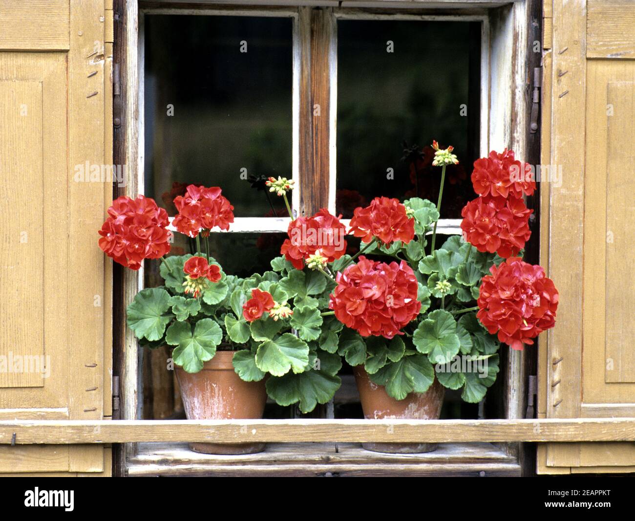 Blumenfenster, Geranien Banque D'Images