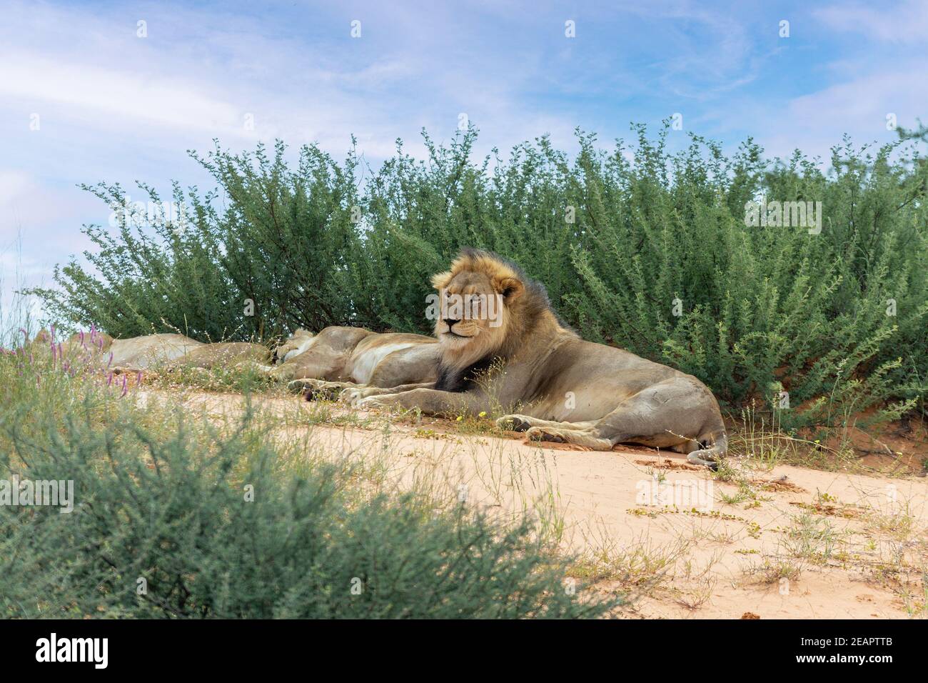 Lion situé dans le désert de Kalahari, faune d'Afrique du Sud Banque D'Images