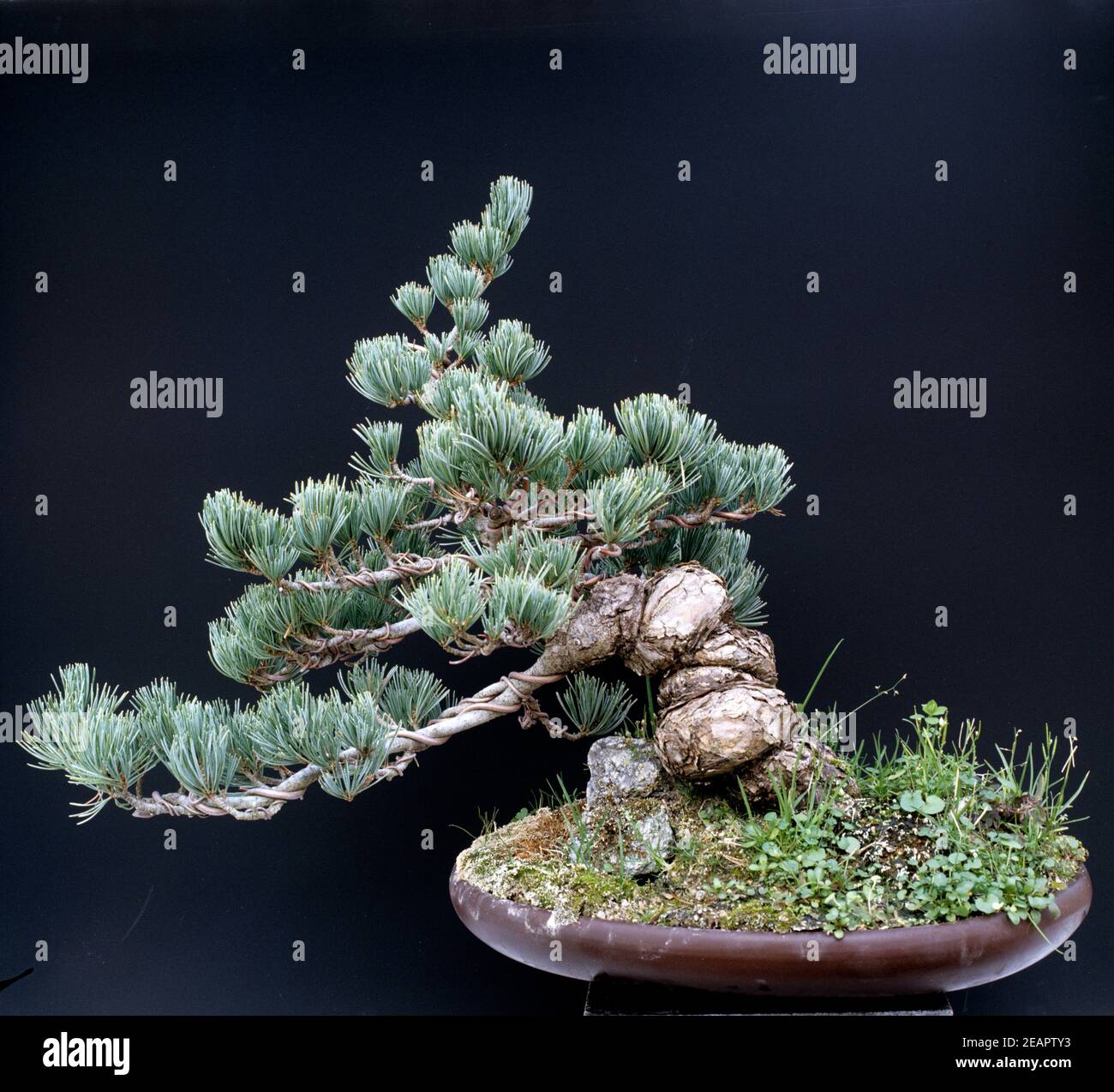 Bonsai Blaue MÃ¤dchenkiefer Banque D'Images