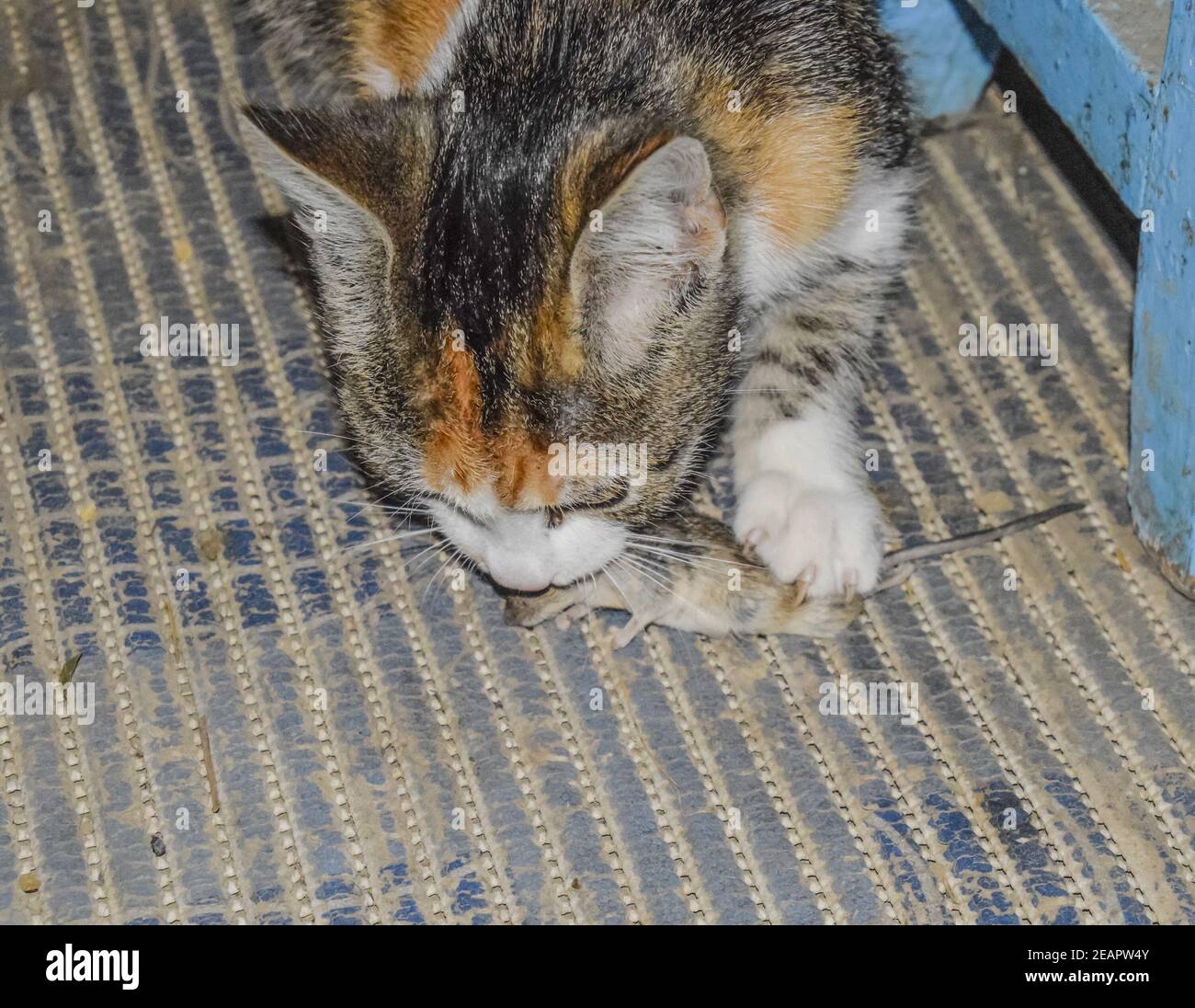Le Chat A Attrape La Souris Extermination Naturelle De Souris Chats Photo Stock Alamy