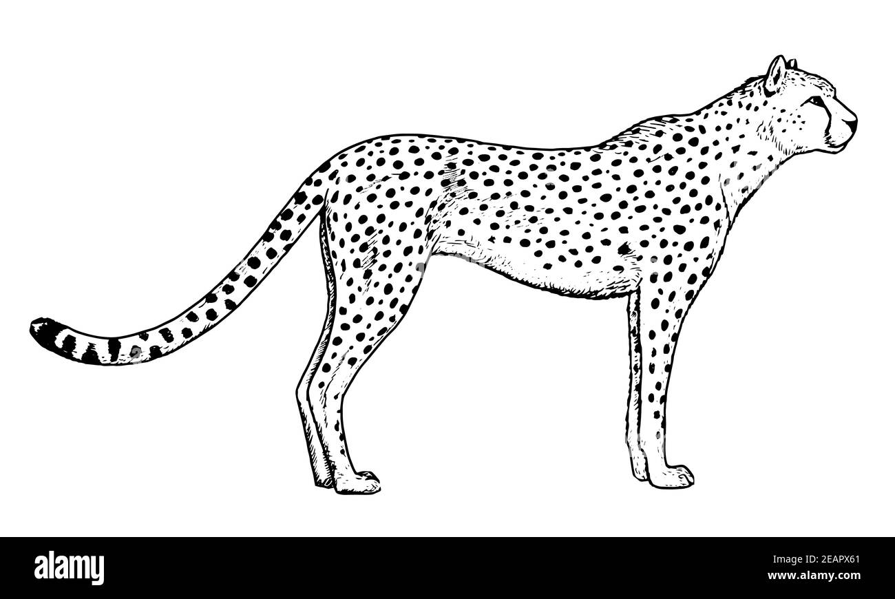 Dessin de guépard - croquis à la main de chat sauvage. Illustration de Vecteur