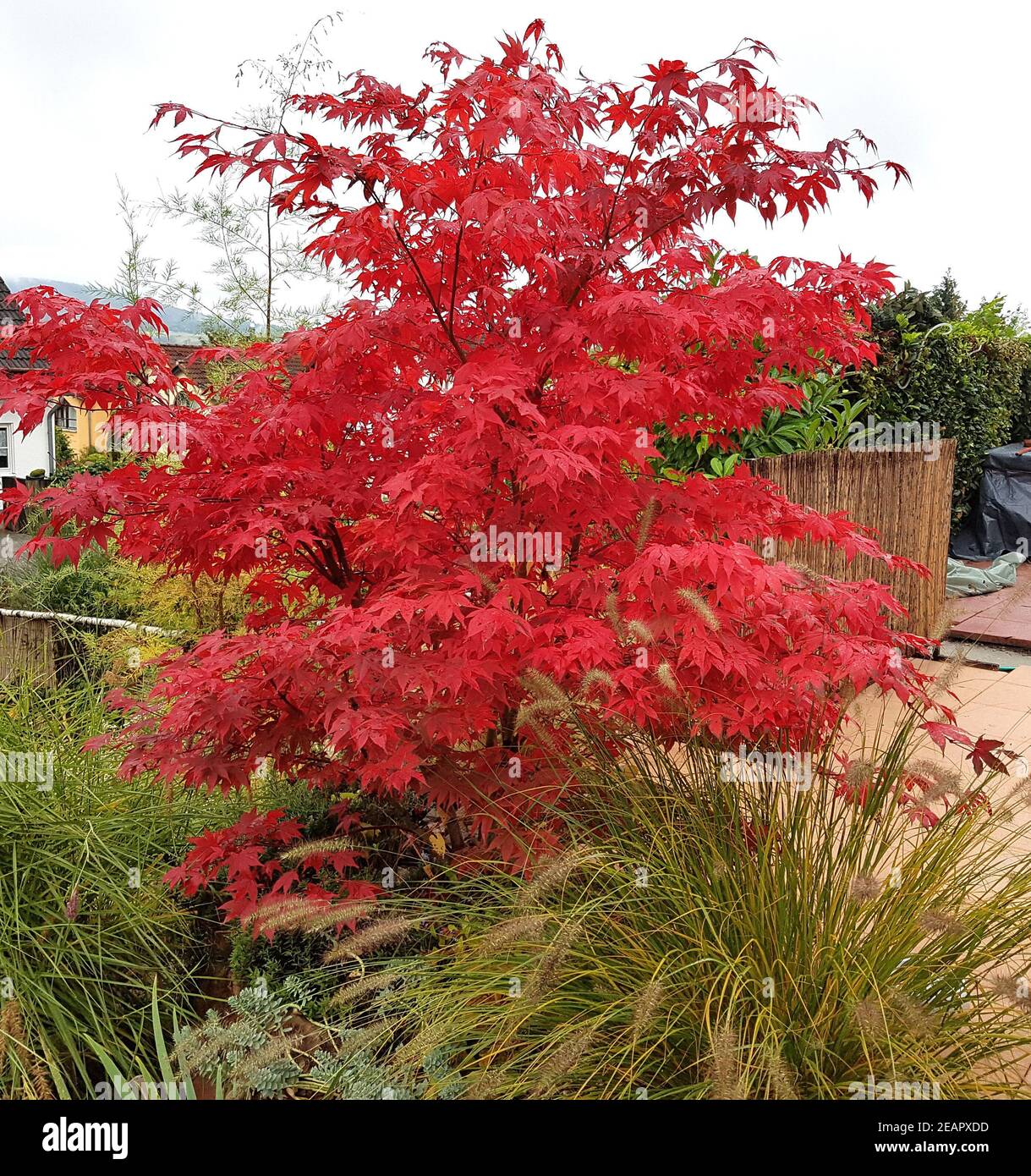 Fecherahorn, Herbst, Acer, palmatum, Osakazuki, japonicum Banque D'Images