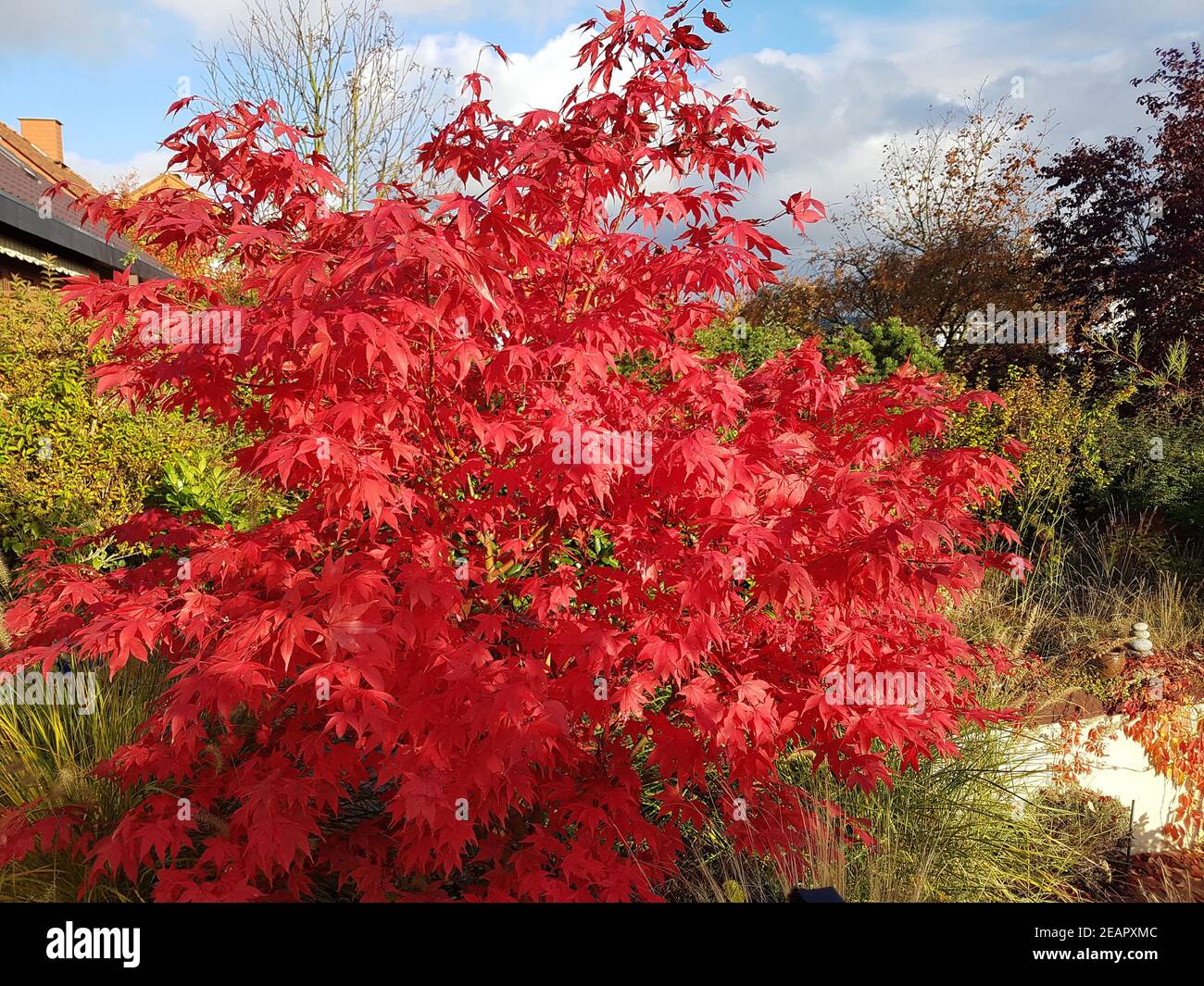 Fecherahorn, Herbst, Acer, palmatum, Osakazuki, japonicum Banque D'Images