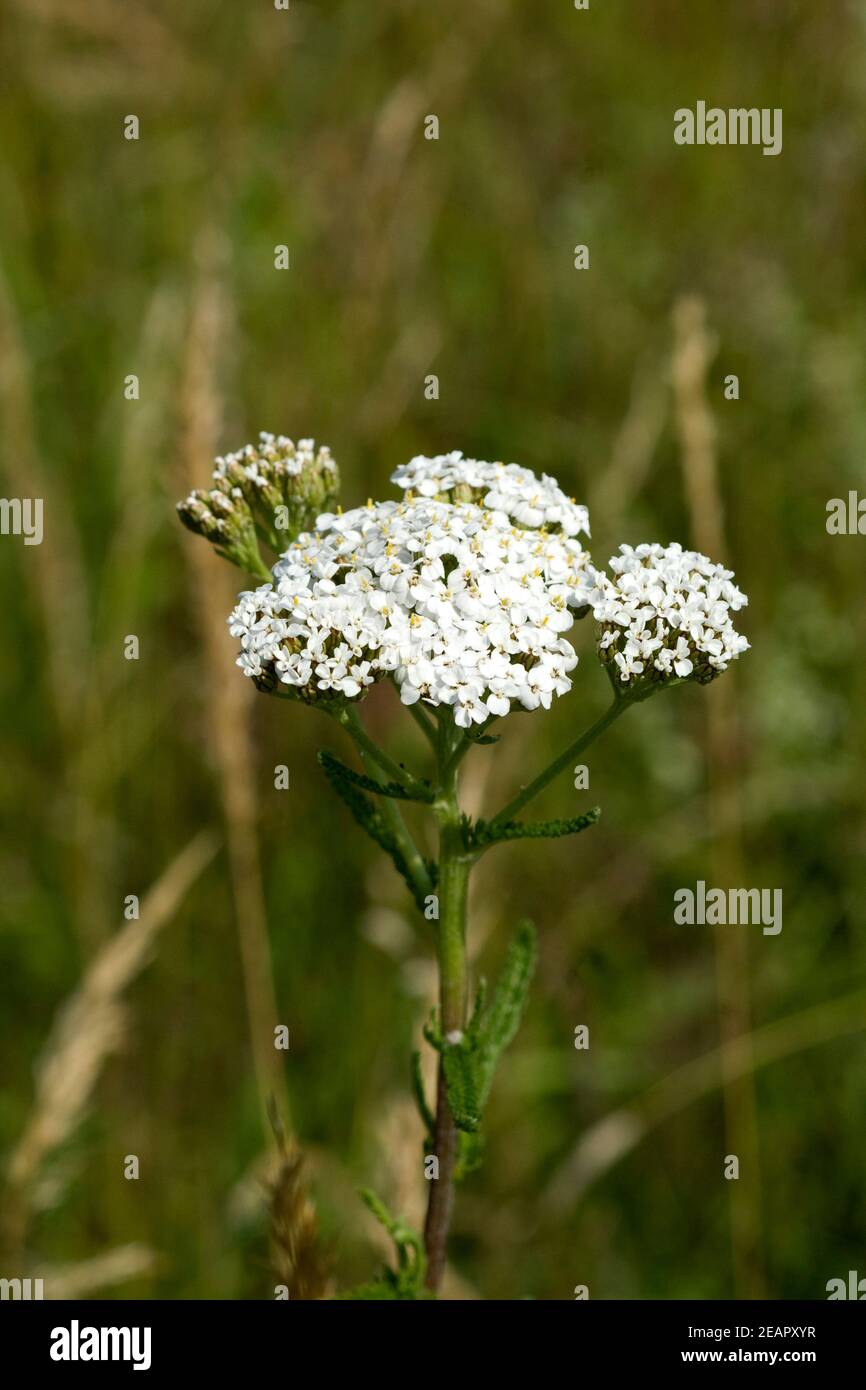 Schafgarbe, Achillea millefolium Banque D'Images